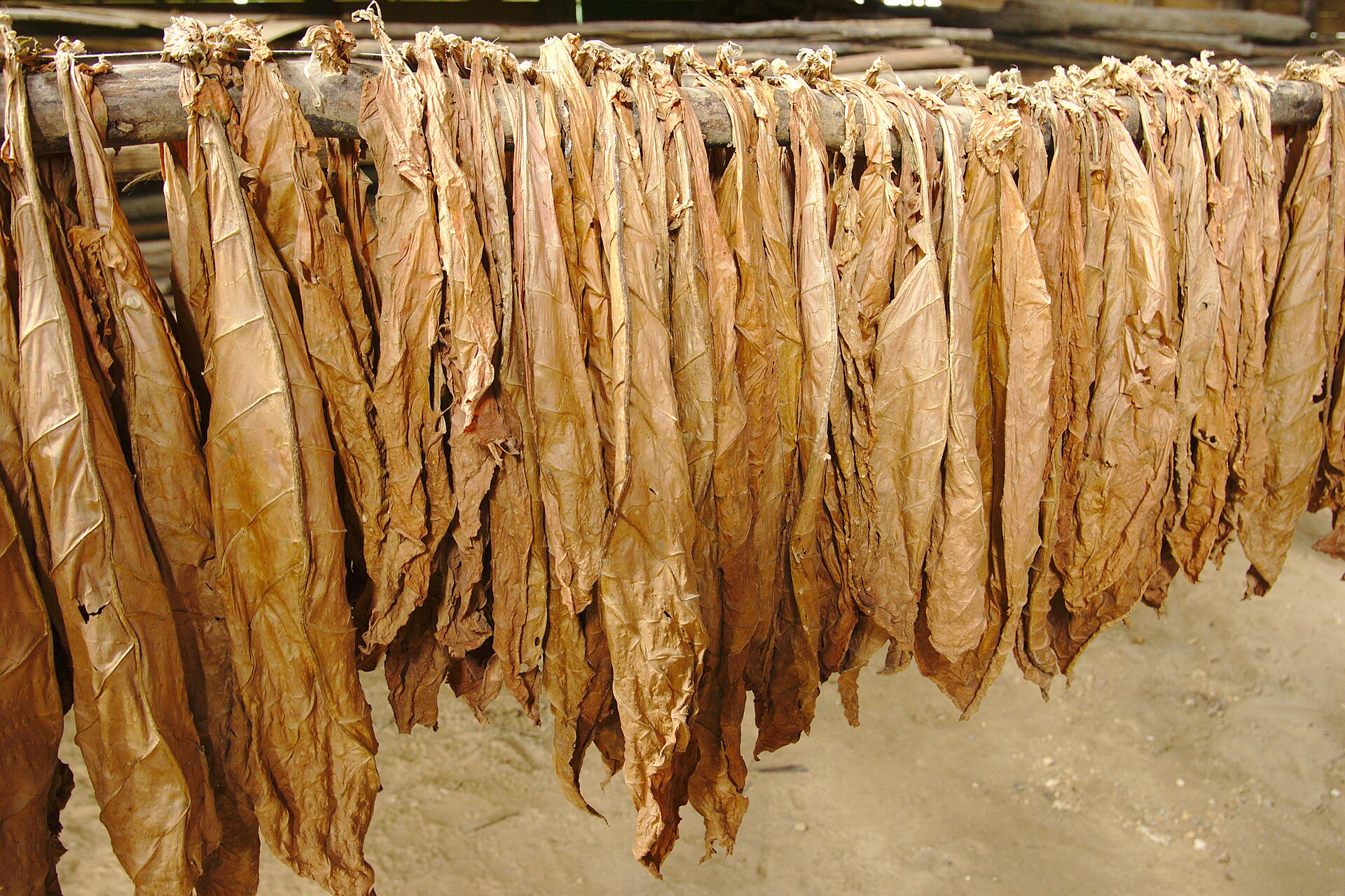 Leaves air-curing