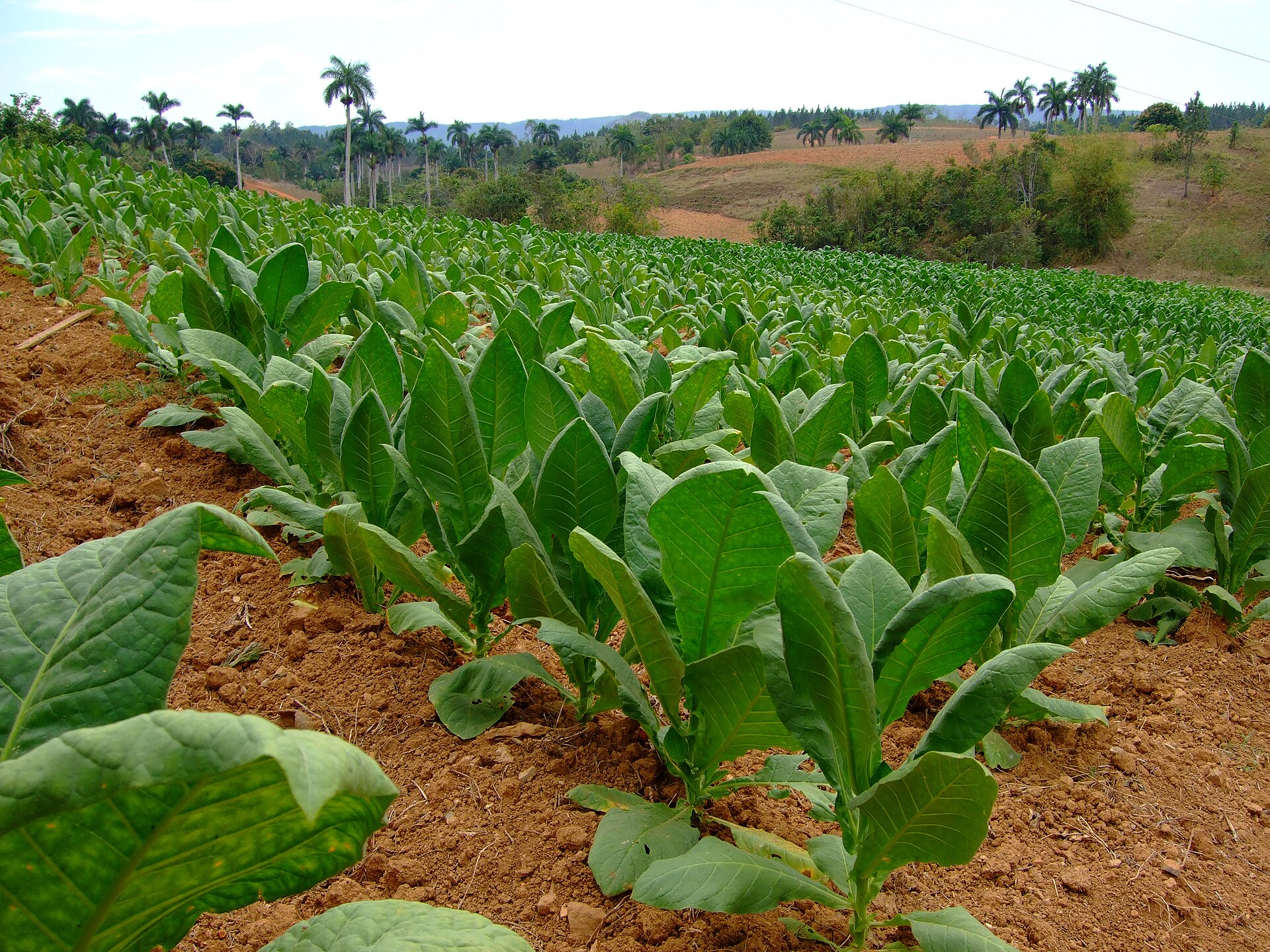 Tobacco fields near the town of Viñales